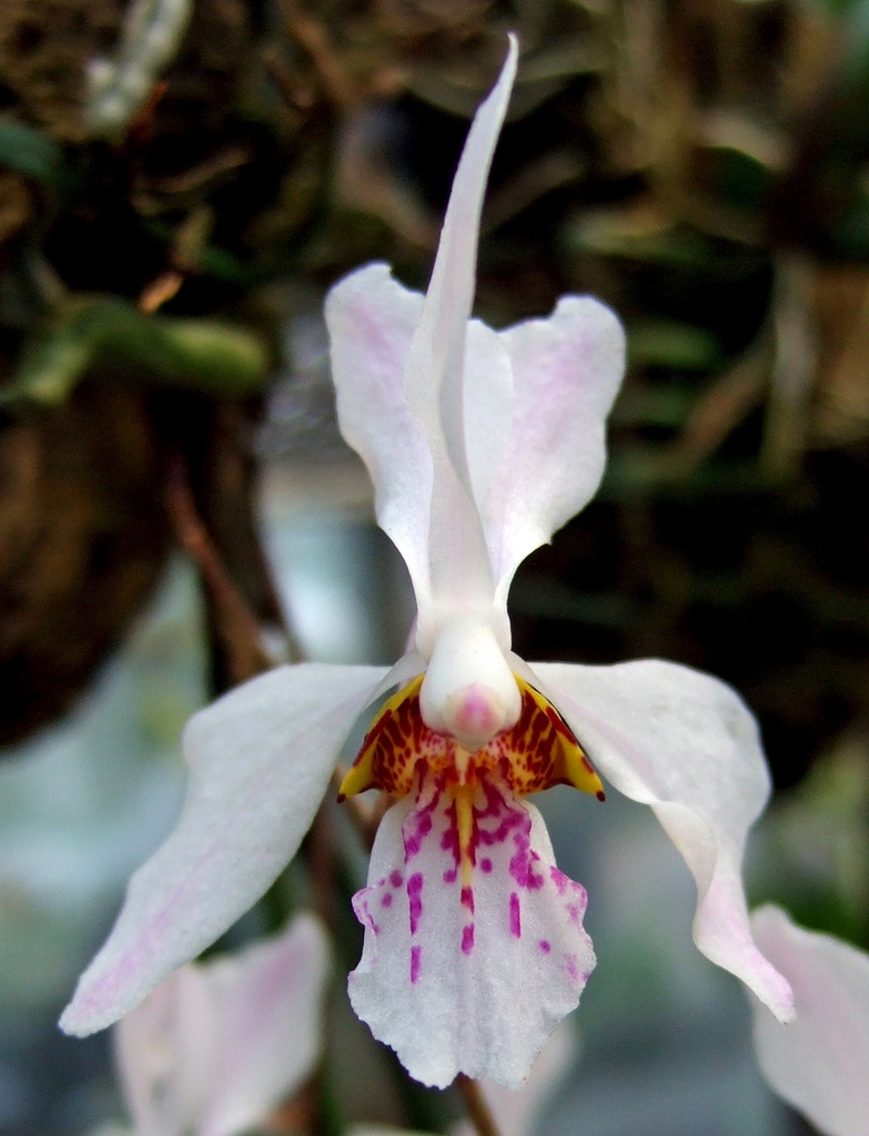 Holcoglossum wangii (Holcoglossum wangii)