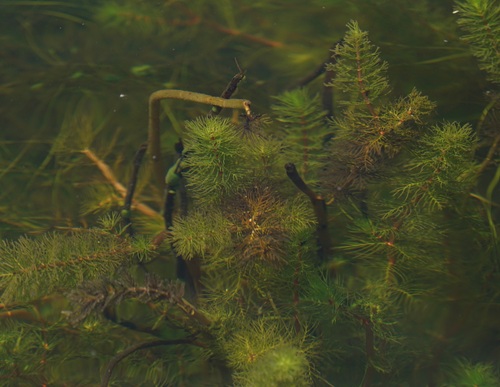 Image of Myriophyllum quitense by (c) Tim, some rights reserved (CC BY)