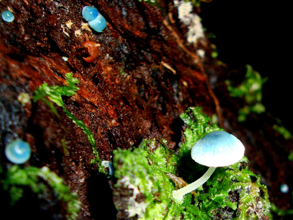 Mycena cyanocephala · May 2010 · photo: © hector_montero (iNaturalist, cc-by)