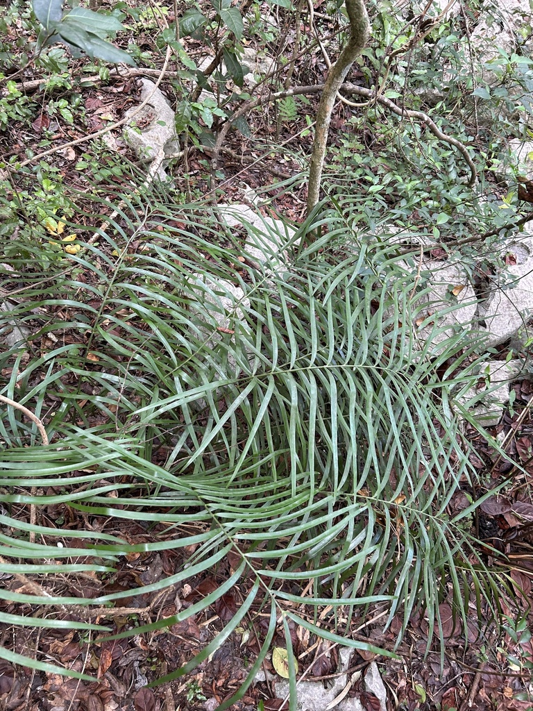 Zamia portoricensis in December 2023 by Alcides L. Morales-Pérez ...