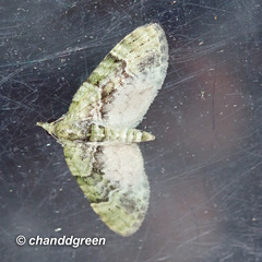 Chloroclystis conversa