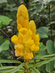 Senna alata — photo 2