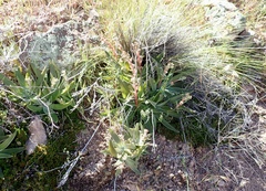 Dudleya saxosa collomiae