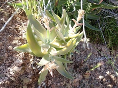Dudleya saxosa collomiae