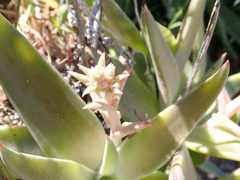 Dudleya saxosa collomiae