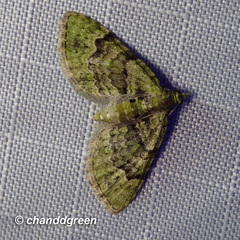 Chloroclystis conversa