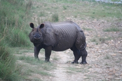 Rhinoceros unicornis