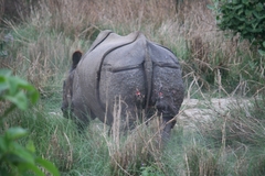 Rhinoceros unicornis