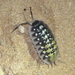 Porcellio saharaiensis - Photo (c) Benoît Segerer, some rights reserved (CC BY-NC), uploaded by Benoît Segerer