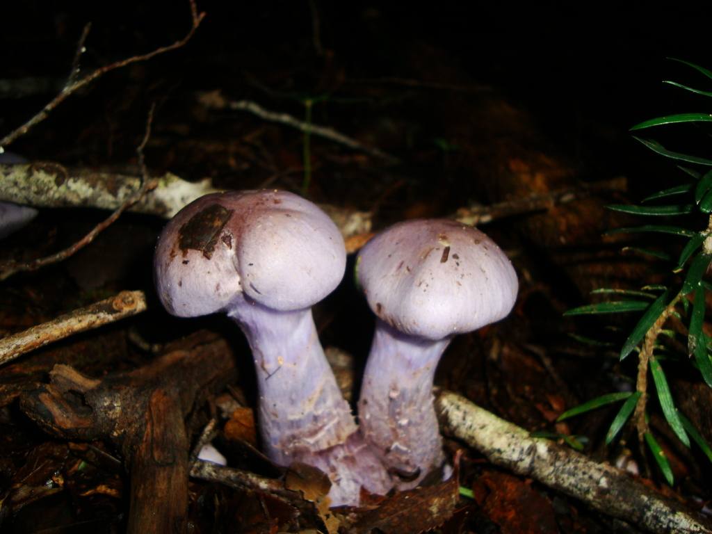 Cortinarius contulmensis · April 2010 · photo: © hector_montero (iNaturalist, cc-by)