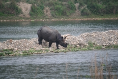 Rhinoceros unicornis