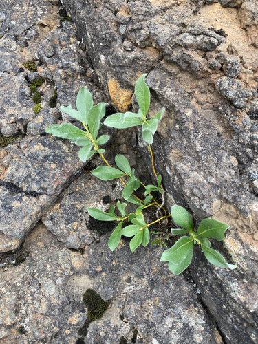 Arctic creeping willow (Salix reptans)
