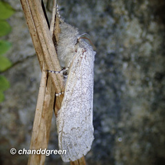 Calliteara axutha