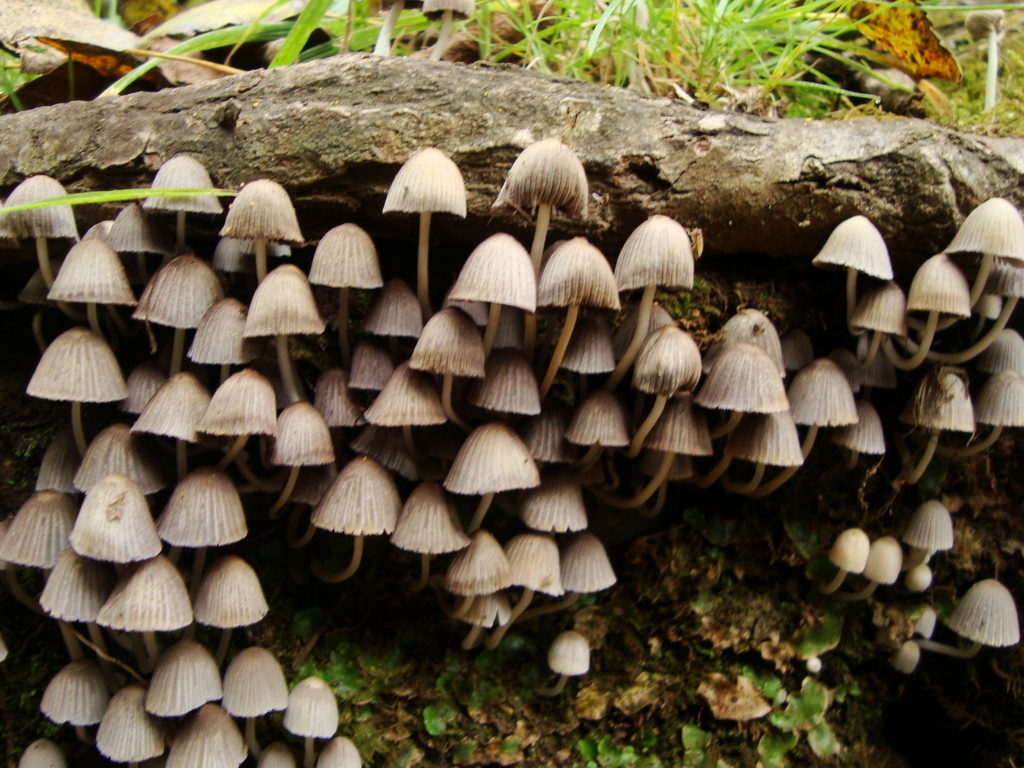 Coprinellus disseminatus · March 2010 · photo: © hector_montero (iNaturalist, cc-by)