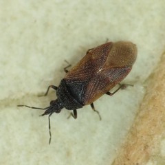 Melanocoris