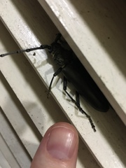 Nadezhdiella cantori