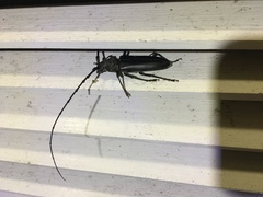 Nadezhdiella cantori
