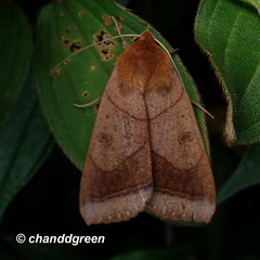 Ophiusa trapezium