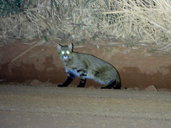 Pantanal Cat photo 5