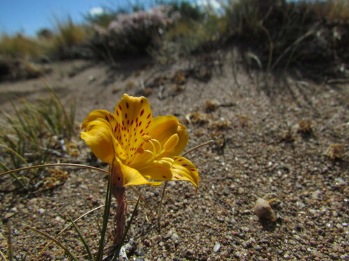 Image of Alstroemeria patagonica by (c) Matias Cabezas, some rights reserved (CC BY)