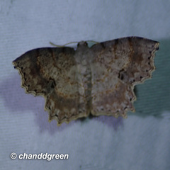 Calletaera subexpressa