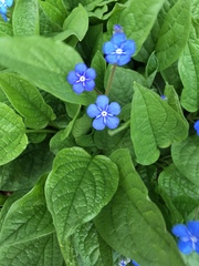 Omphalodes verna