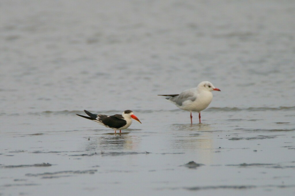 Indian Skimmer in December 2023 by Pravin Kawale · iNaturalist