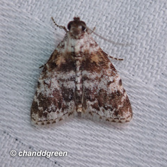 Salma ridiculalis