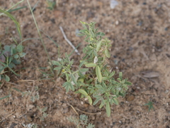 Cleome amblyocarpa