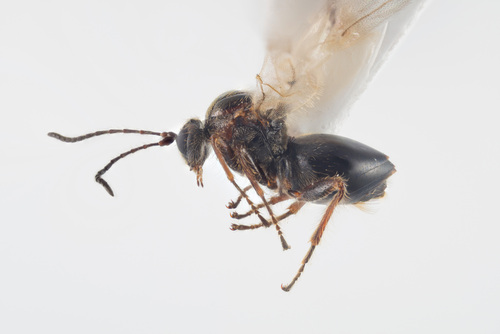 Striped Pea Gall Wasp, photo 2 of 10