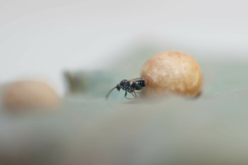 Striped Pea Gall Wasp, photo 5 of 10