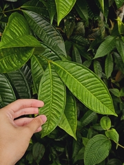 Syzygium borneense