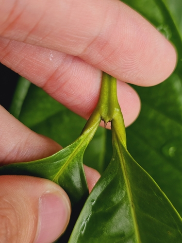 Syzygium borneense, photograph 2
