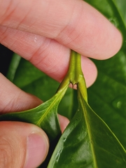 Syzygium borneense, photograph (c) pbsg, some rights reserved (CC BY)
