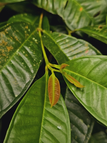 Syzygium borneense, photograph 3