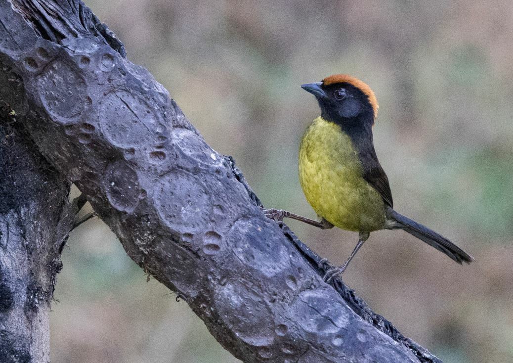 Grey-eared Brushfinch (Atlapetes melanolaemus), photo 8