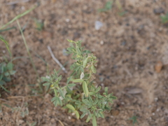 Cleome amblyocarpa
