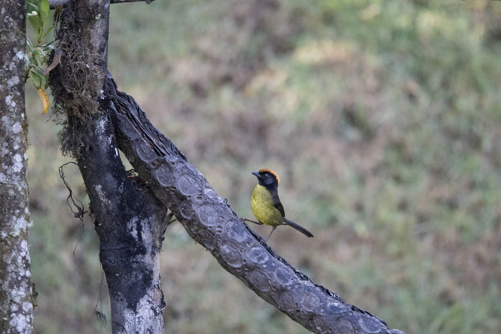 Grey-eared Brushfinch (Atlapetes melanolaemus), photo 9