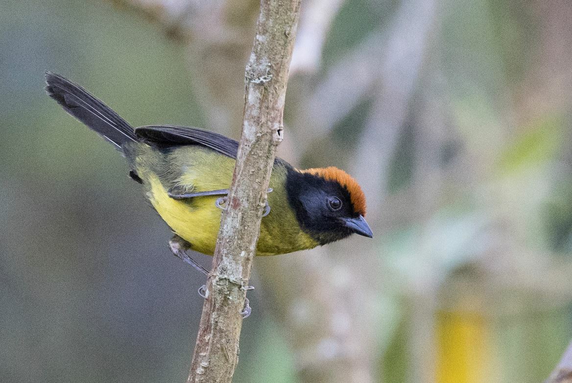 Black-faced Brushfinch illustration