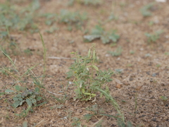 Cleome amblyocarpa