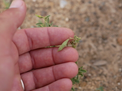 Cleome amblyocarpa