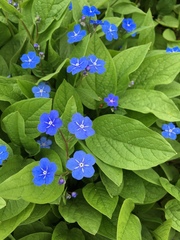 Omphalodes verna
