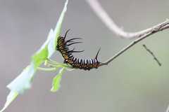Euploea mulciber barsine