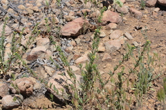 Camissoniopsis intermedia