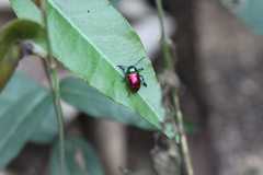 Platycorynus sauteri
