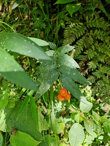 Bomarea distichifolia (Bomarea distichifolia)
