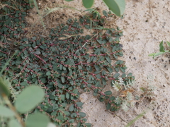 Euphorbia granulata