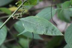 Deeringia polysperma