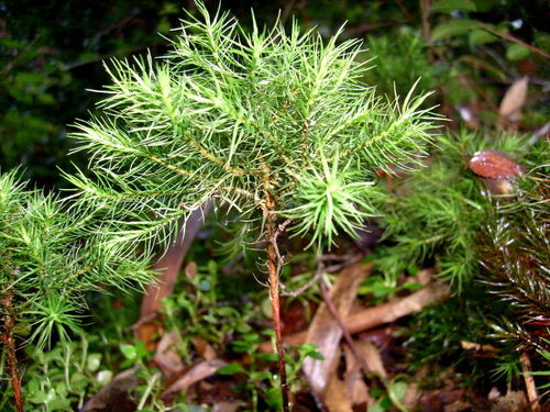 Image of Dendroligotrichum dendroides by (c) Hector Montero, some rights reserved (CC BY)