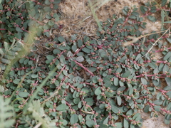 Euphorbia granulata